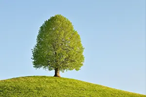 Tilia: Solitary tree, linden tree (Tilia), during leaf