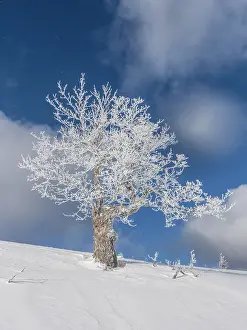Hoarfrost: Solitary tree, single tree with hoarfrost, Lower