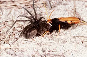 Kill: Solitary Wasp with spider prey