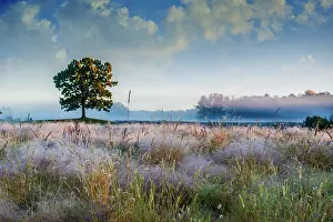 Early: Solo tree in field early morning in Michigan