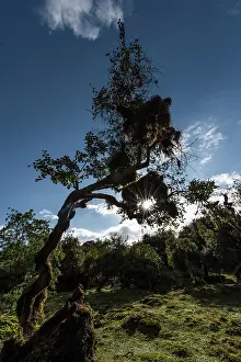 Awash: Solo Tree at sunset