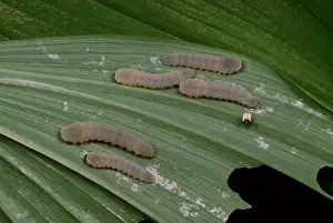 Caterpillars: SOLOMAN'S SEAL SAWFLY - larvae / caterpillars