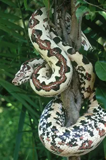 Carinata: Solomon Island Boa