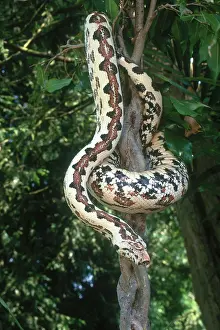 Carinata: Solomon Island Boa