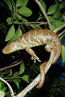 Skinks: Solomon Island Giant Skink / Lizard - on branch