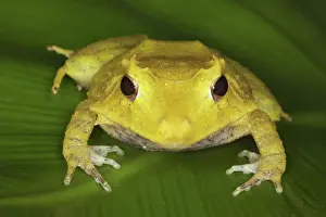 Guentheri: Solomon Island Leaf Frog