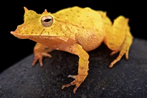 Guentheri: Solomon island leaf frog (Ceratobatrachus guentheri)