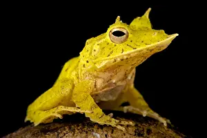 Anura: Solomon Island Leaf Frog (Ceratobatrachus guentheri)