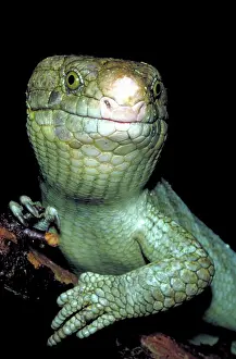 Skinks: Solomon Island skink