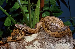Carinata: Solomon Islands Boa