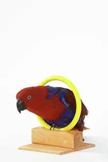 Trick: Solomon Islands Eclectus Doing A Trick