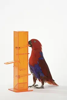 Trick: Solomon Islands Eclectus Doing A Trick