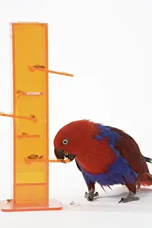 Trick: Solomon Islands Eclectus Doing A Trick