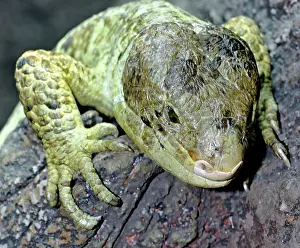 Corucia: Solomon Islands Giant Skink