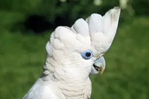 Cockatoo: Solomons Cockatoo / Ducorps Cockatoo