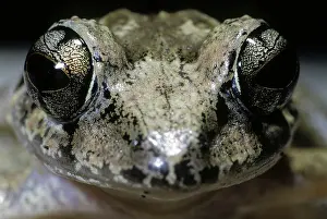 Guentheri: Solomon's Forest Frog