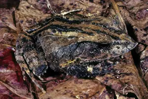 Triangle: Solomon's Leaf Frog
