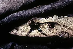Triangle: Solomon's Leaf Frog