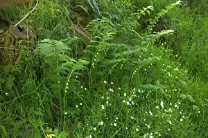 Polygonatum: Solomon's Seal