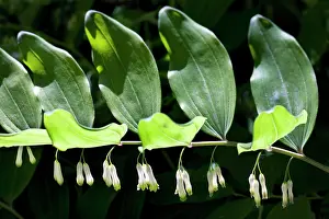 Polygonatum: Solomon's Seal