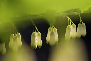 Polygonatum: Solomon's Seal