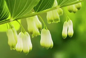 Polygonatum: Solomon's Seal