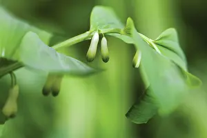Polygonatum: Solomon's Seal