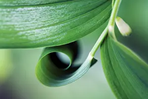 Polygonatum: Solomon's Seal