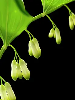 Harp: Solomon's seal