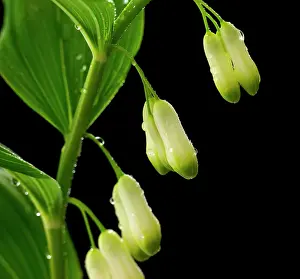 Harp: Solomon's seal