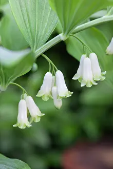 Scented: Solomon's seal, Angular Solomon's seal