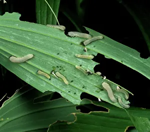 Sawfly: Solomon's seal sawfly larvae