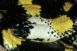 Krait: Solomon's Small-Eyed Snake