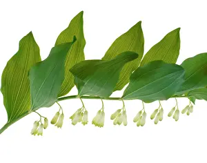 Harp: Solomon'sseal