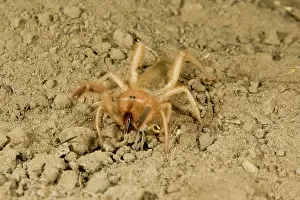 Scorpions: Solpugid = known commonly as Sun Spiders or Wind Scorpions