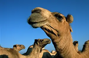 Dromedary: Somali camel