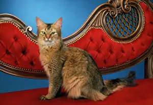 Mammmal: SOMALI CAT