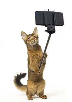 Sticks: Somali Cat on hind legs taking a selfie