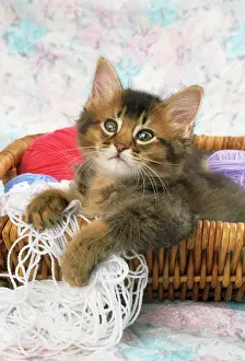 Ticked: Somali Cat - kitten in basket of wool