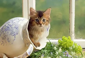 Jugs: Somali Cat - kitten in jug