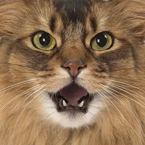 Surprised: Somali Cat, mouth open close up