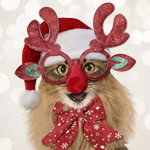 111219: Somali Cat, mouth open, smiling. laughing, wearing