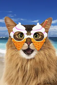 020519: Somali Cat, mouth open smiling, laughing, wearing