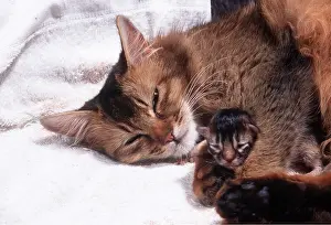Somalis: SOMALI CAT - With Newborn Kitten