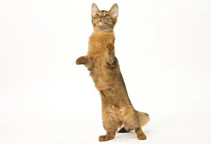 Yoga: Somali cat in the studio