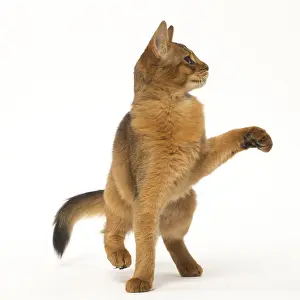 Waving: Somali cat in the studio