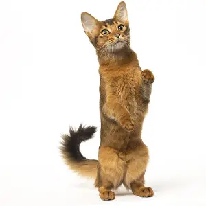 Bahaviour: Somali cat in the studio