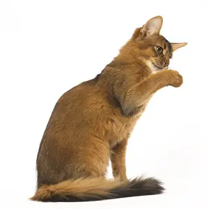 Waving: Somali cat in the studio