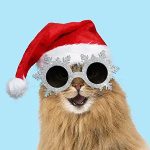 161018: Somali Cat, wearing Christmas hat and snowflake