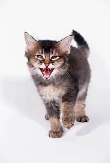 Somalis: SOMALI CAT - six week old kitten, miaowing